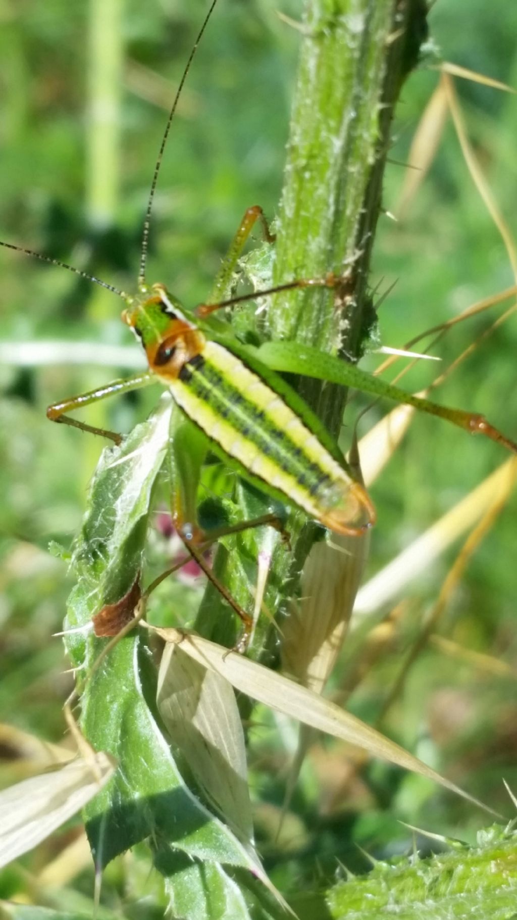 Che cos''?   Poecilimon superbus